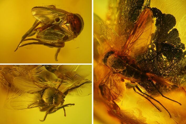 Four Fossil Flies (Diptera) In Baltic Amber #150738